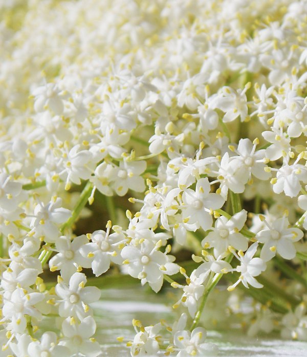 elderflowers