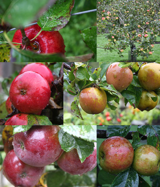 apple-collage-web apple-collage-web