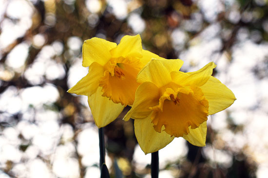 daffodils